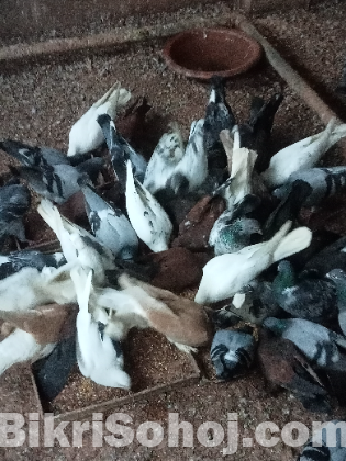রেসার কবুতর